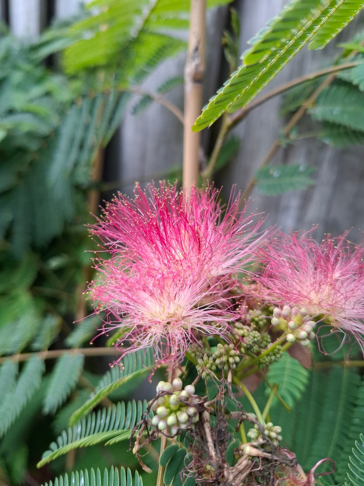 albizia slaapboom nu in bloei, Ophalen of Verzenden, Overige soorten, Volle zon