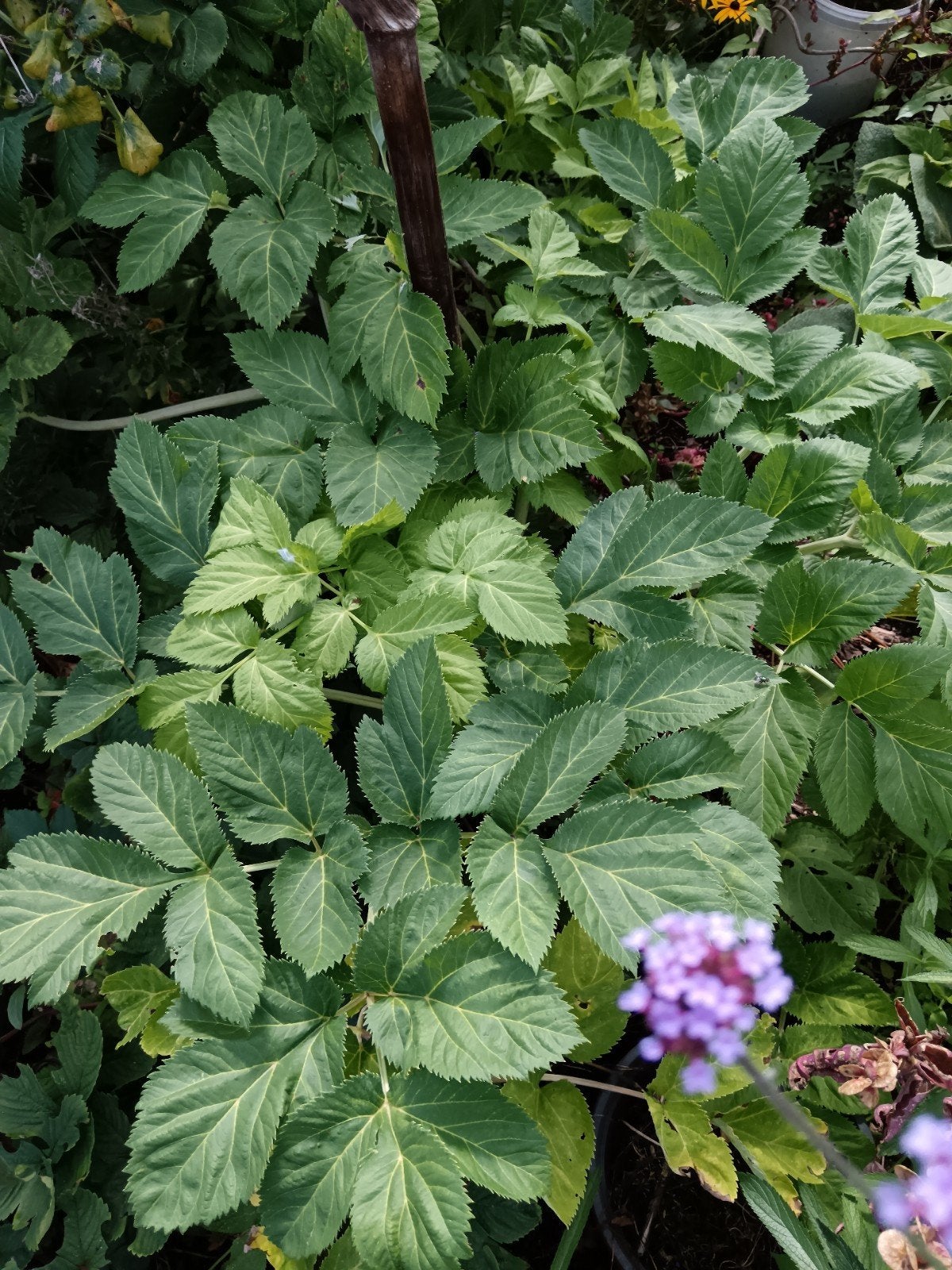 Engelwortelplanten, Ophalen, Overige soorten, Volle zon