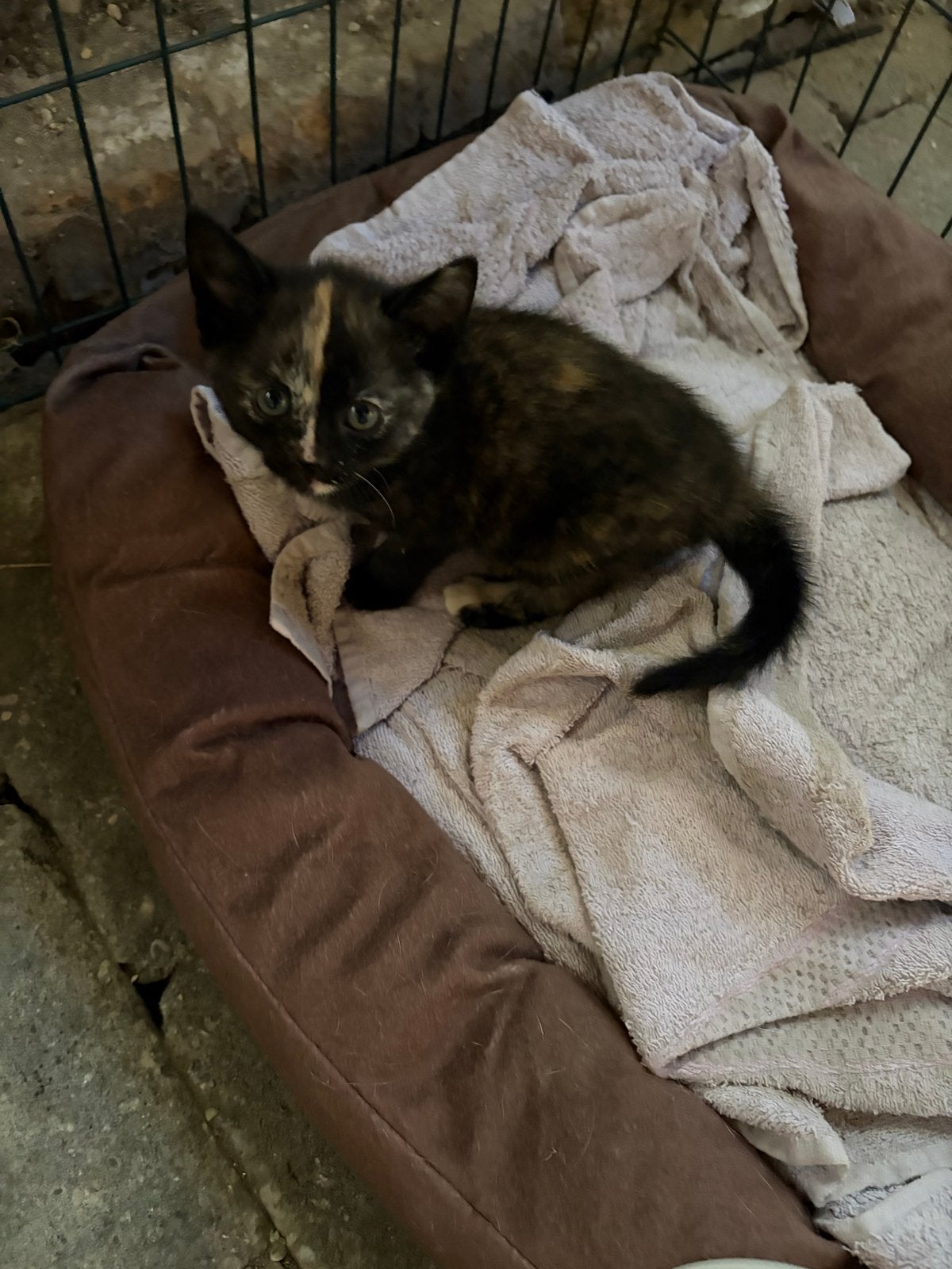 Schildpad poesje, Poes