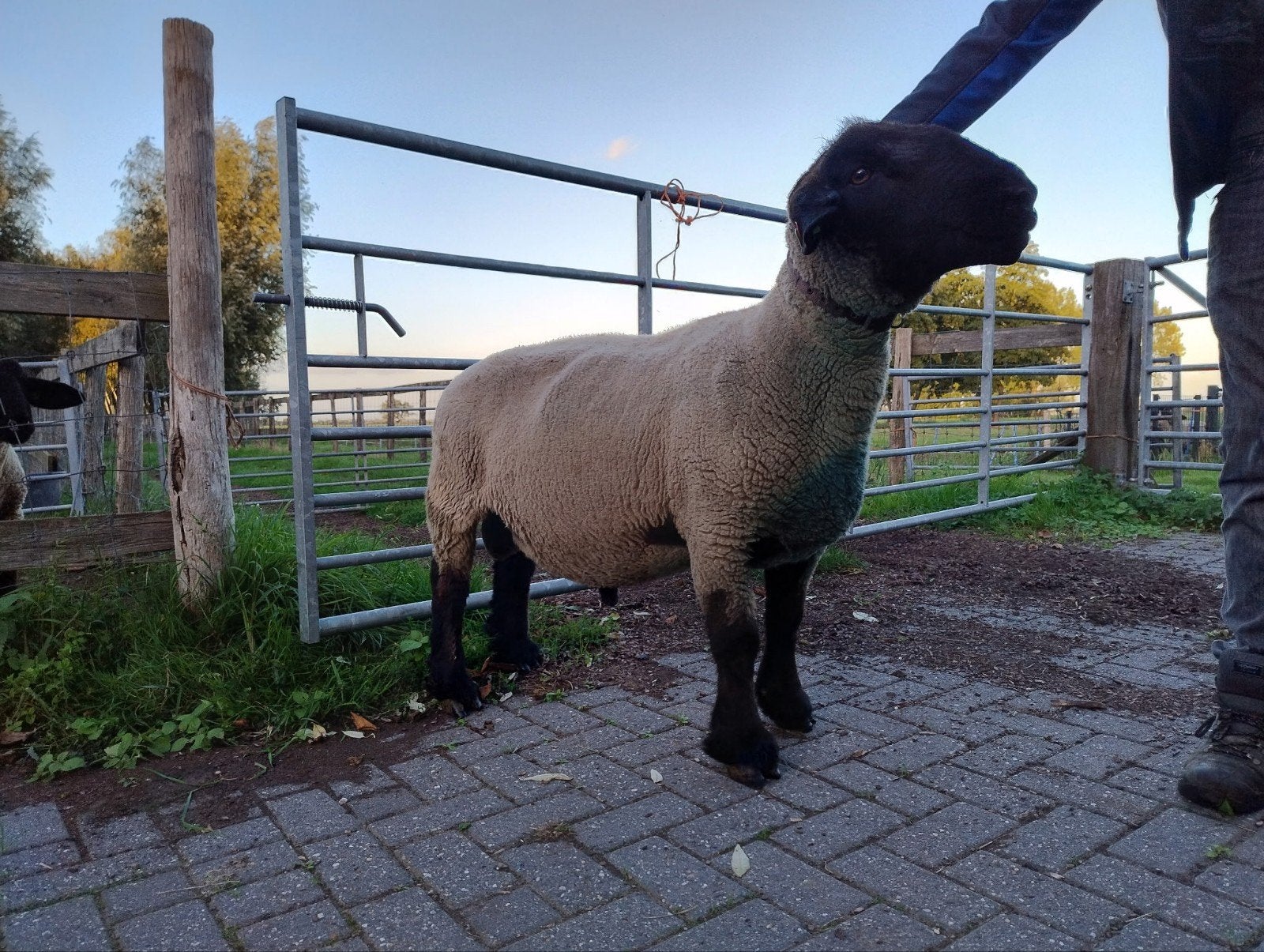 Suffolk ram dekram stamboek, Mannelijk, Schaap, 3 tot 5 jaar