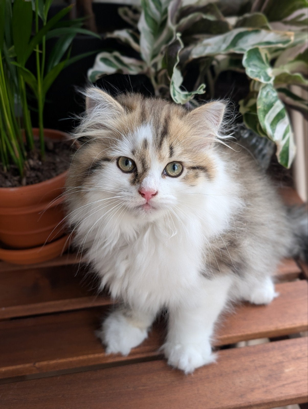 Britse kittens raszuiver black golden tabby & white, Dieren en Toebehoren, Katten en Kittens | Raskatten | Langhaar, Meerdere dieren