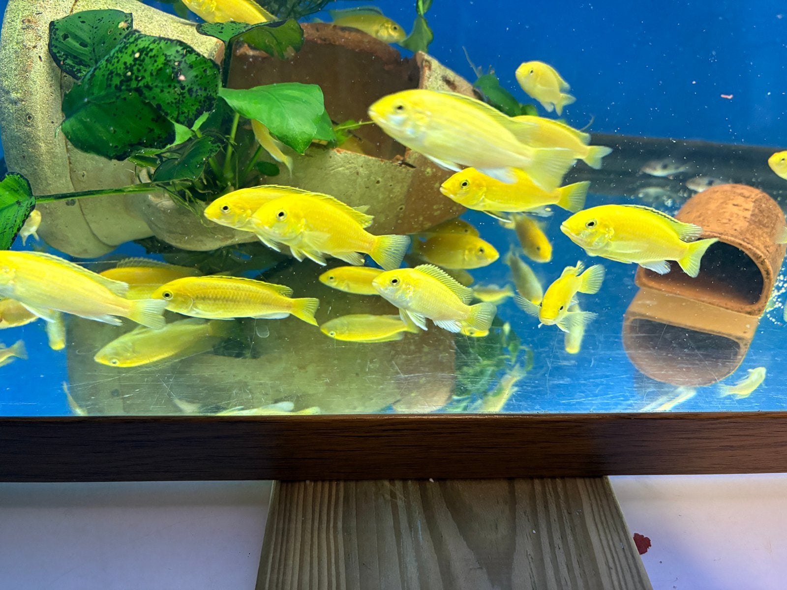 Cichliden yellow geel, Dieren en Toebehoren, Vis, Zoetwatervis, Schoolvis