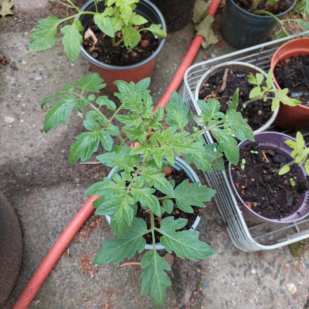 Tomatenplantjes - Diverse Soorten, Tuin en Terras, Ophalen, Eenjarig, Groenteplanten, Volle zon