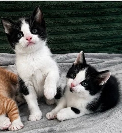 2 prachtige zwart witte kittens te koop!, Kater, Kortharig, 0 tot 2 jaar