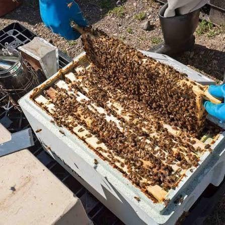 -Te koop 6-raams Carnica volk-, Dieren en Toebehoren, Bijen