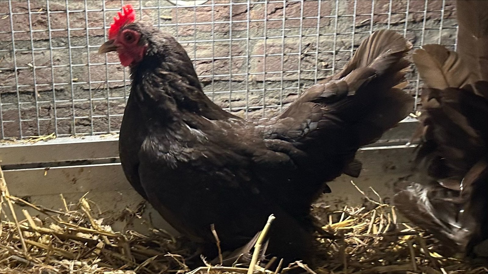 Sabelpoot kriel koppel. Chocoladebruin., Meerdere dieren, Kip