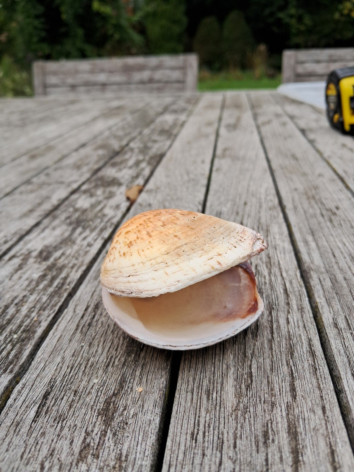 Normandische Schelp - Sierobject, Ophalen of Verzenden, Natuurlijk materiaal, Zee en Strand, Knutselmateriaal