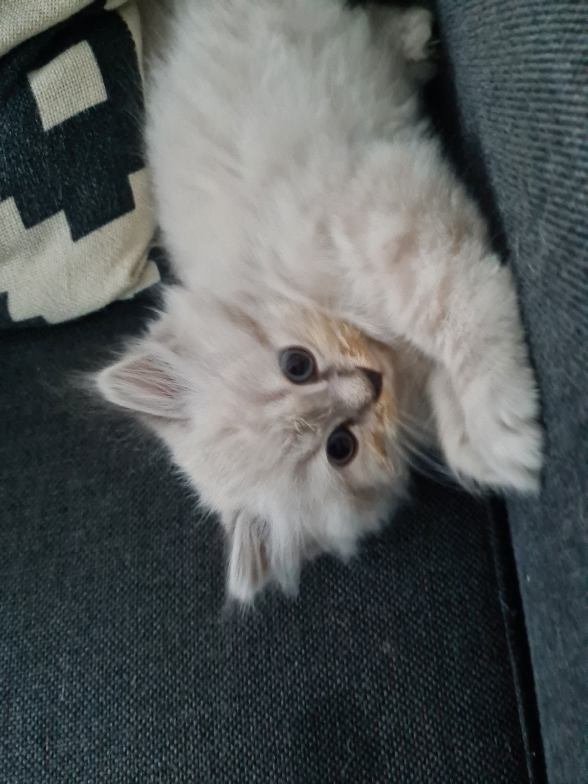 prachtige siberische/ragdoll kittens, Meerdere dieren, Ontwormd