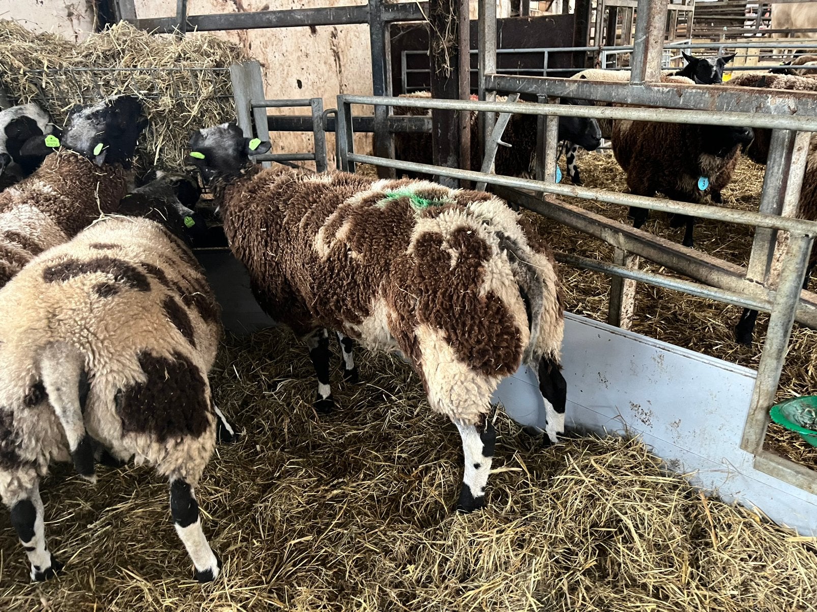 Bonte rammen, Dieren en Toebehoren, Schapen, Geiten en Varkens, Mannelijk, Schaap
