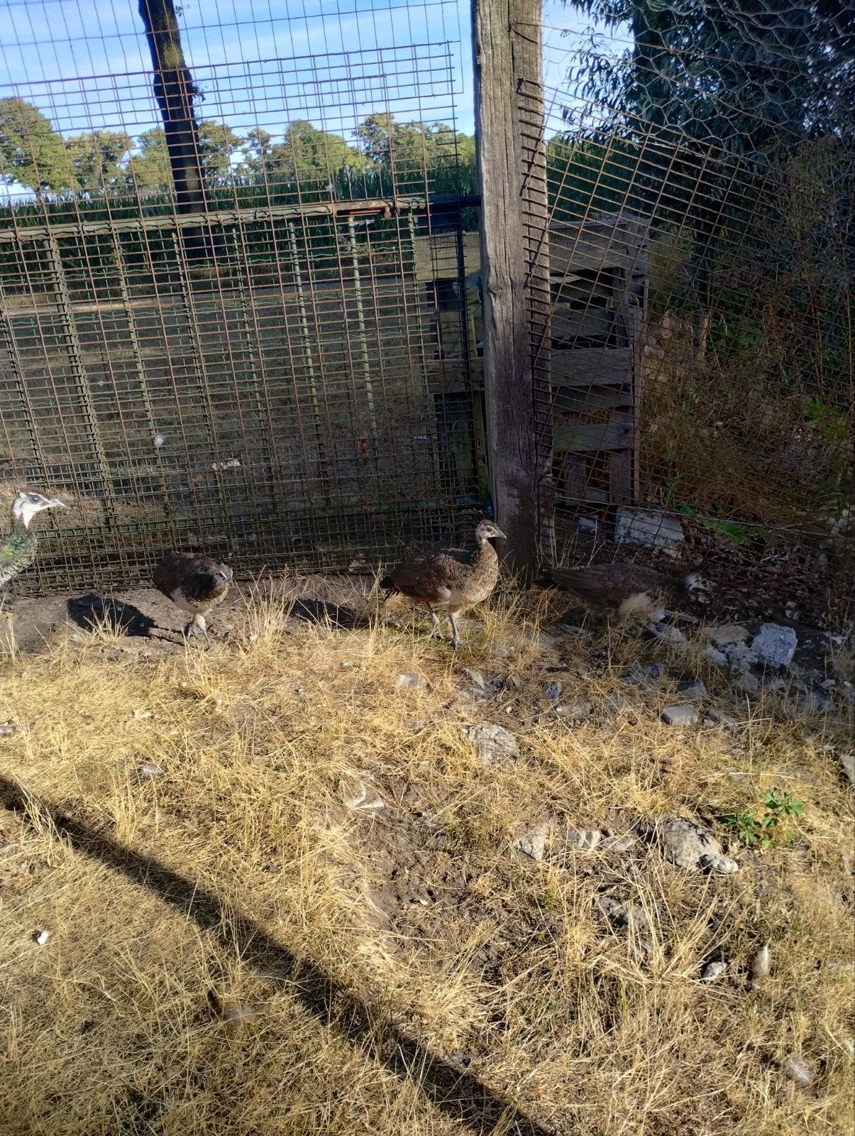 pauwen, Meerdere dieren, Overige soorten