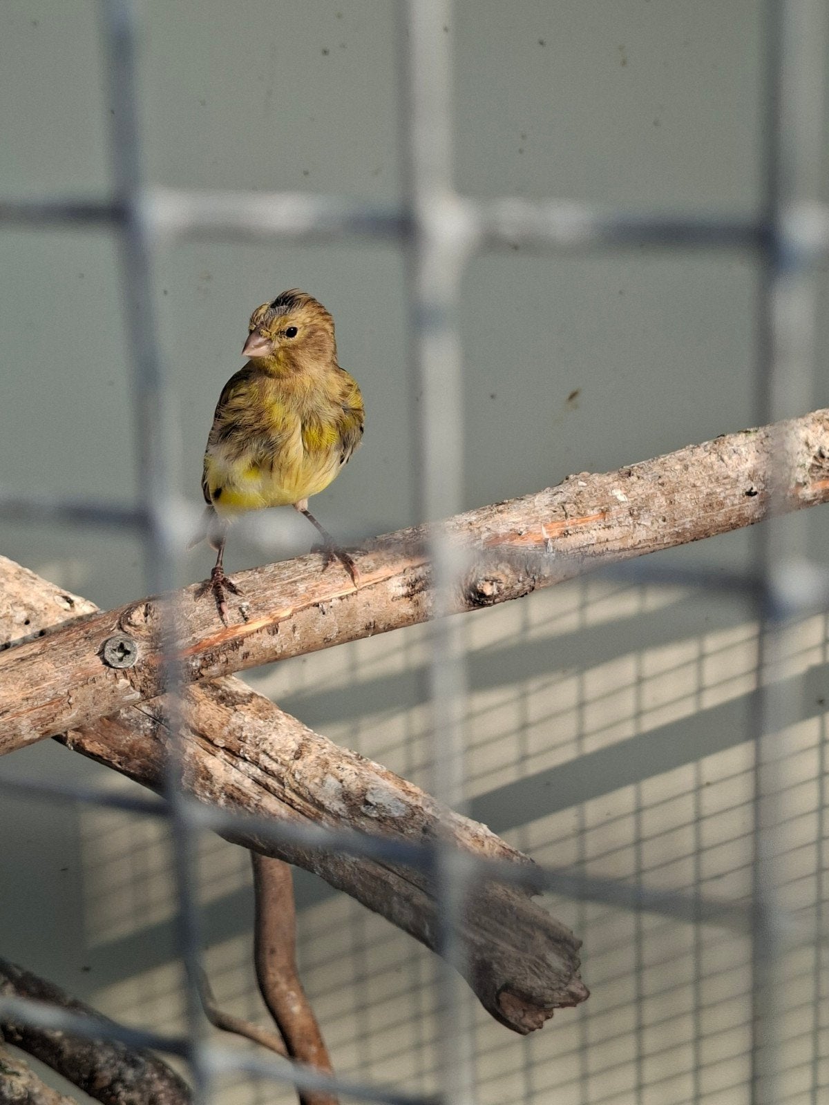 kanarie pop, Dieren en Toebehoren