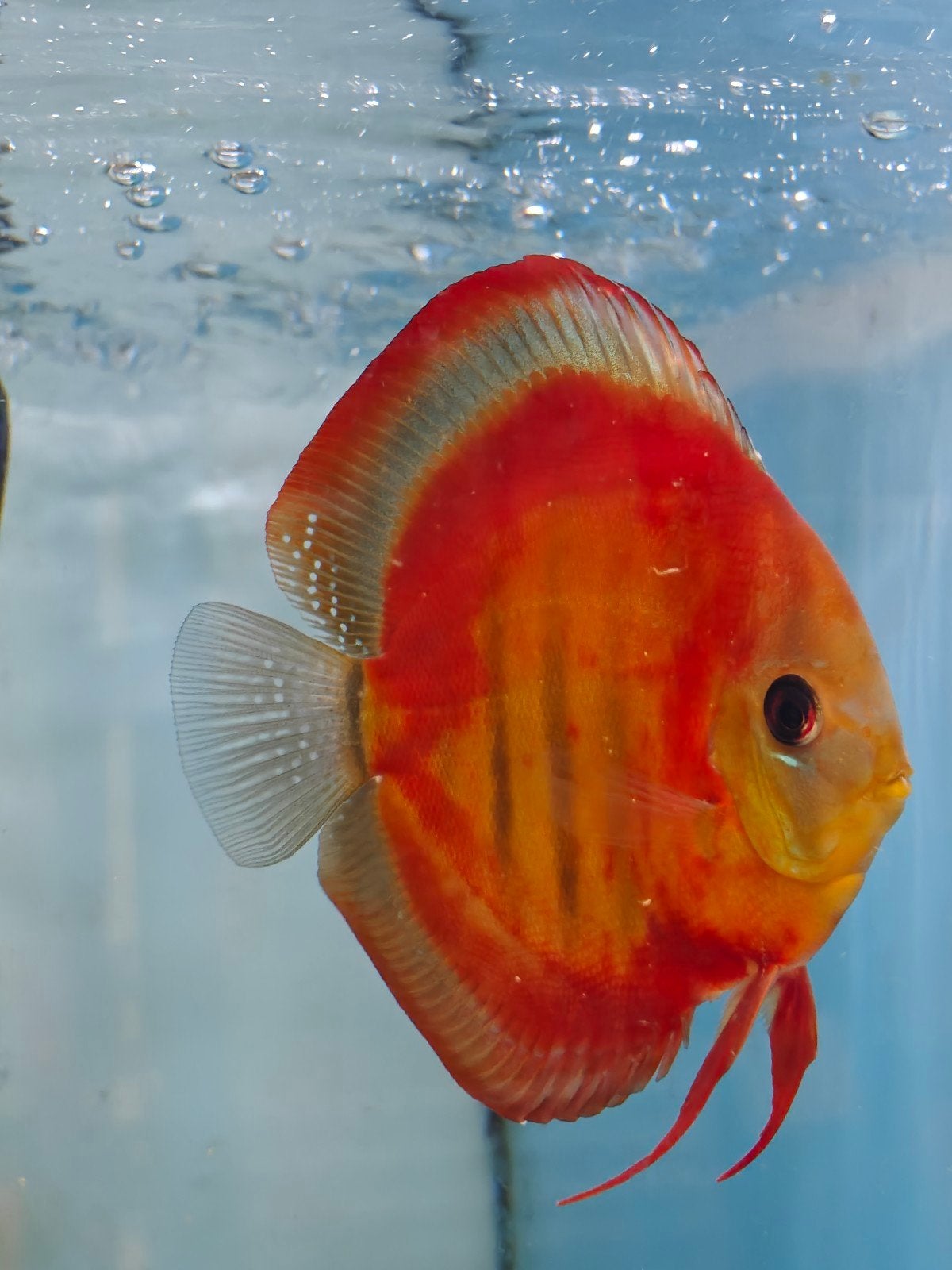 Discusvissen Averbode België eigen kweek, Dieren en Toebehoren, Vis, Zoetwatervis, Schoolvis
