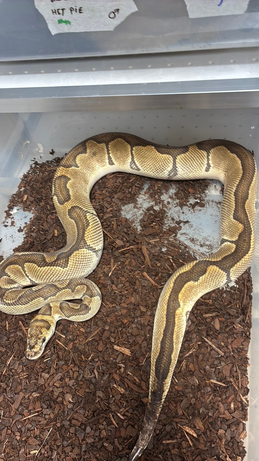 Ball python regius