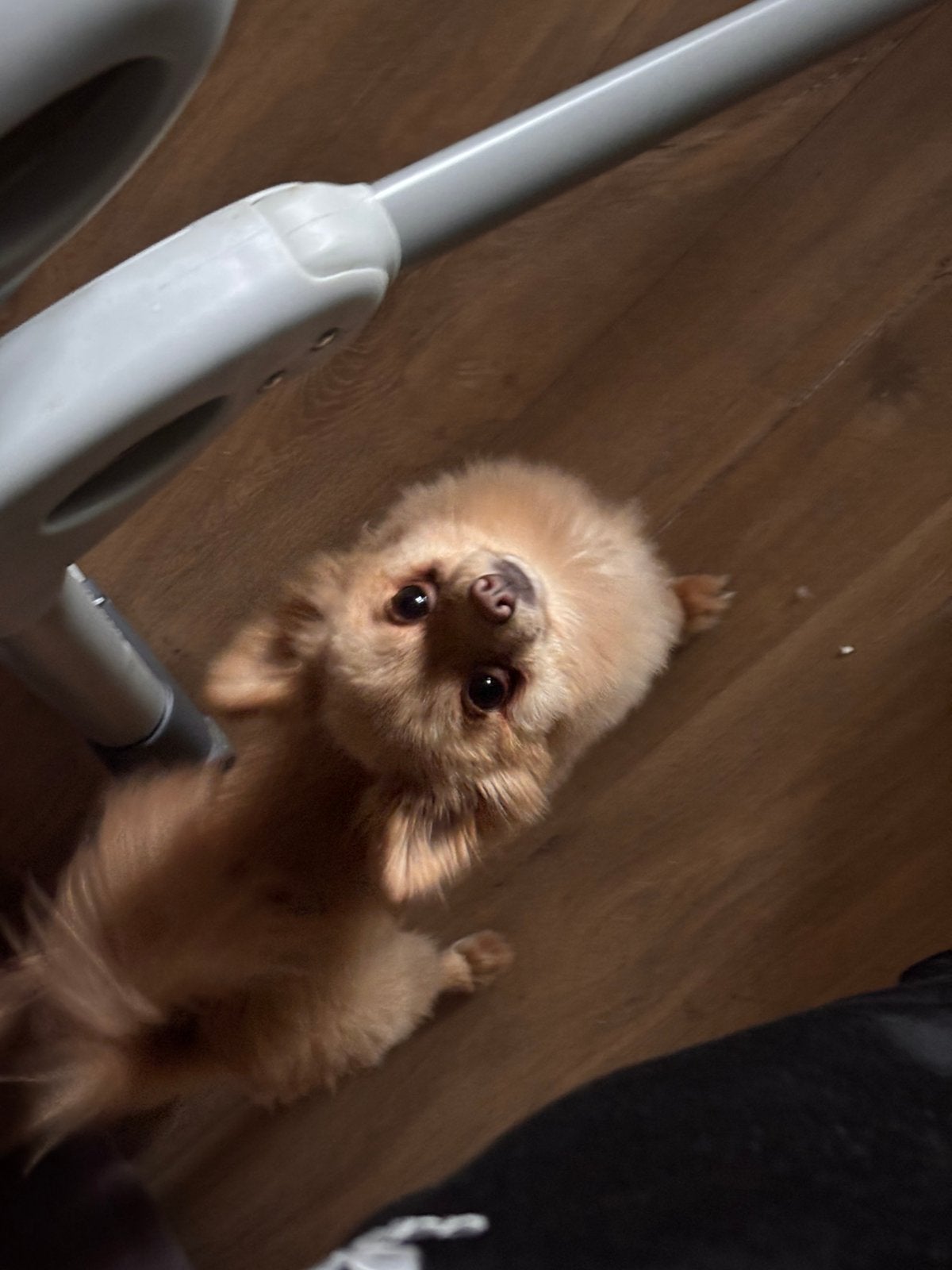 Pomeriaan X keeshondje, 1 tot 2 jaar, Eén hond, Nederland, Particulier