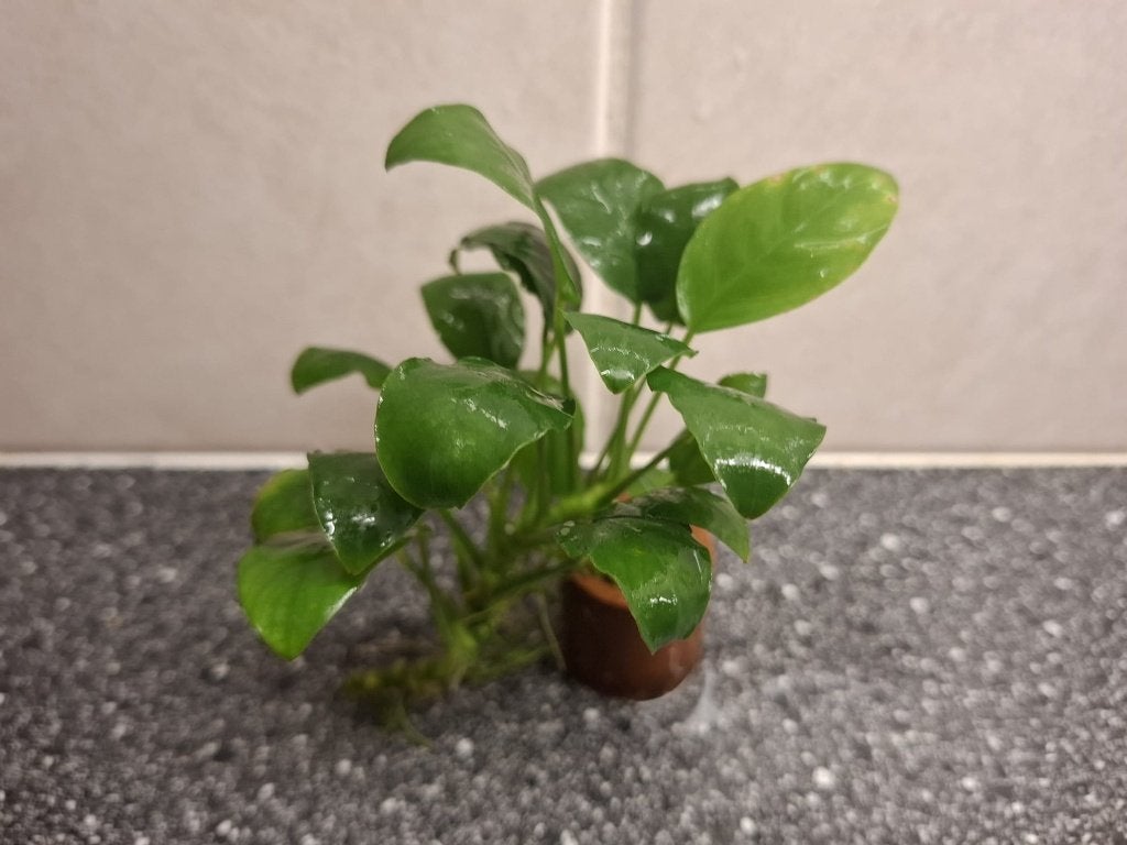 Anubias Aquariumplant, Dieren en Toebehoren, Ophalen, Nieuw, Plant(en), Steen of Hout
