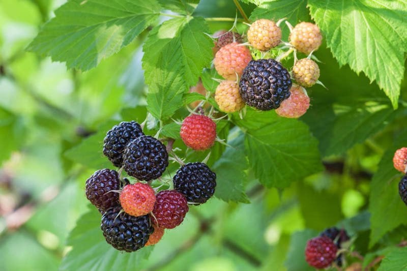 Zwarte framboos 'Black Jewel', Vaste plant, Ophalen of Verzenden, Halfschaduw, Fruitplanten