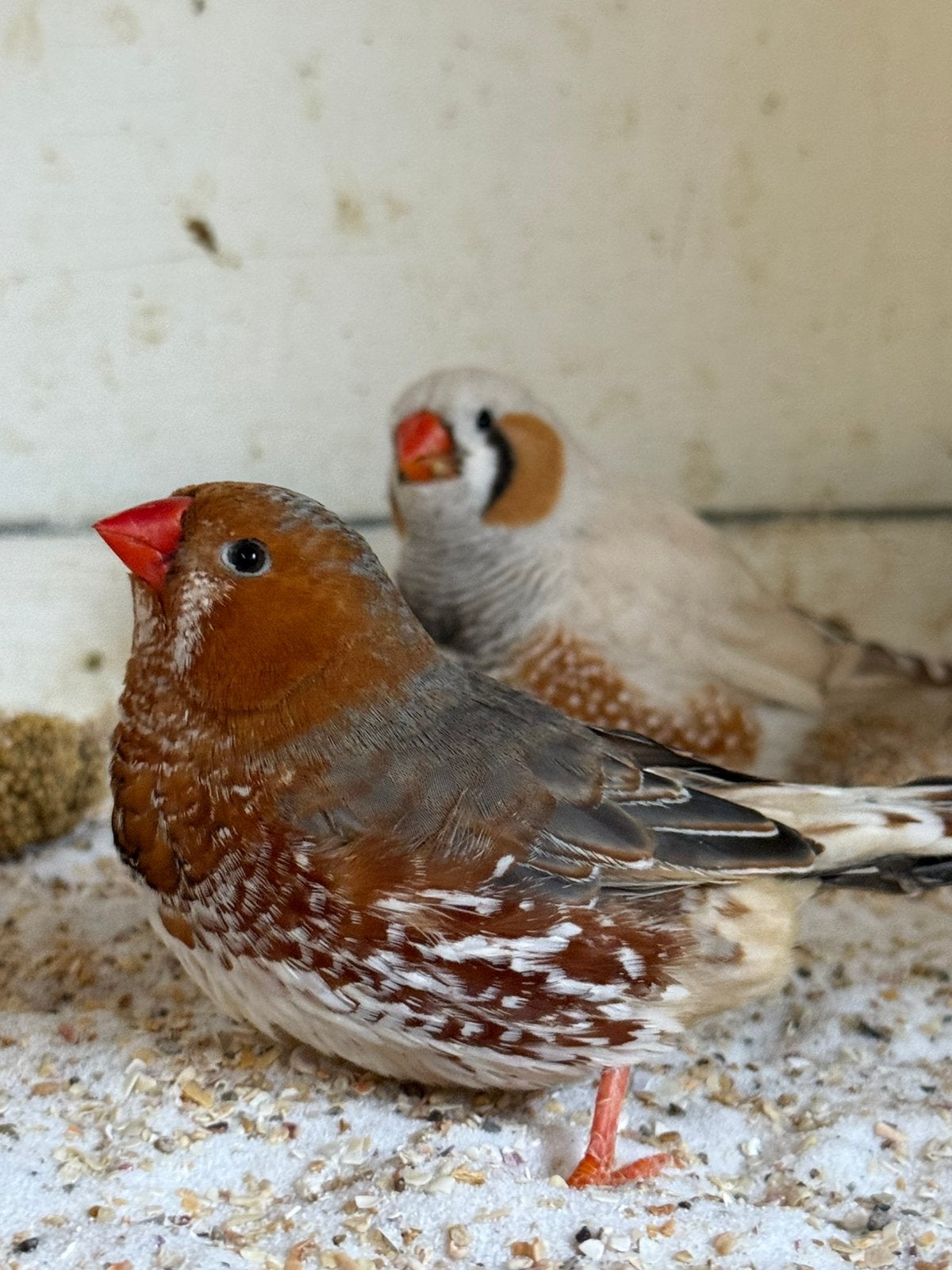 Te koop 2 oranjeborst zebravinken en 1 maskergrijs 2026, Dieren en Toebehoren, Meerdere dieren, Tropenvogel