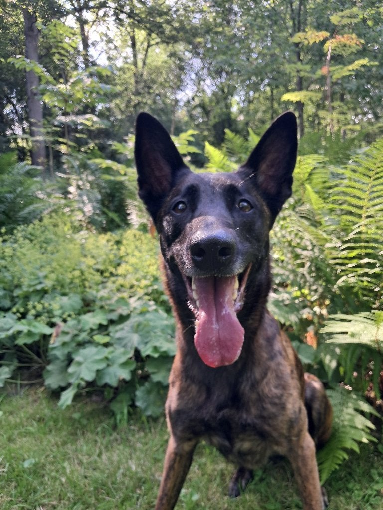 Mechelse/Hollandse Herder teefje, Dieren en Toebehoren, Honden | Niet-rashonden, 6 jaar of ouder, Teef, Parvo, Eén hond
