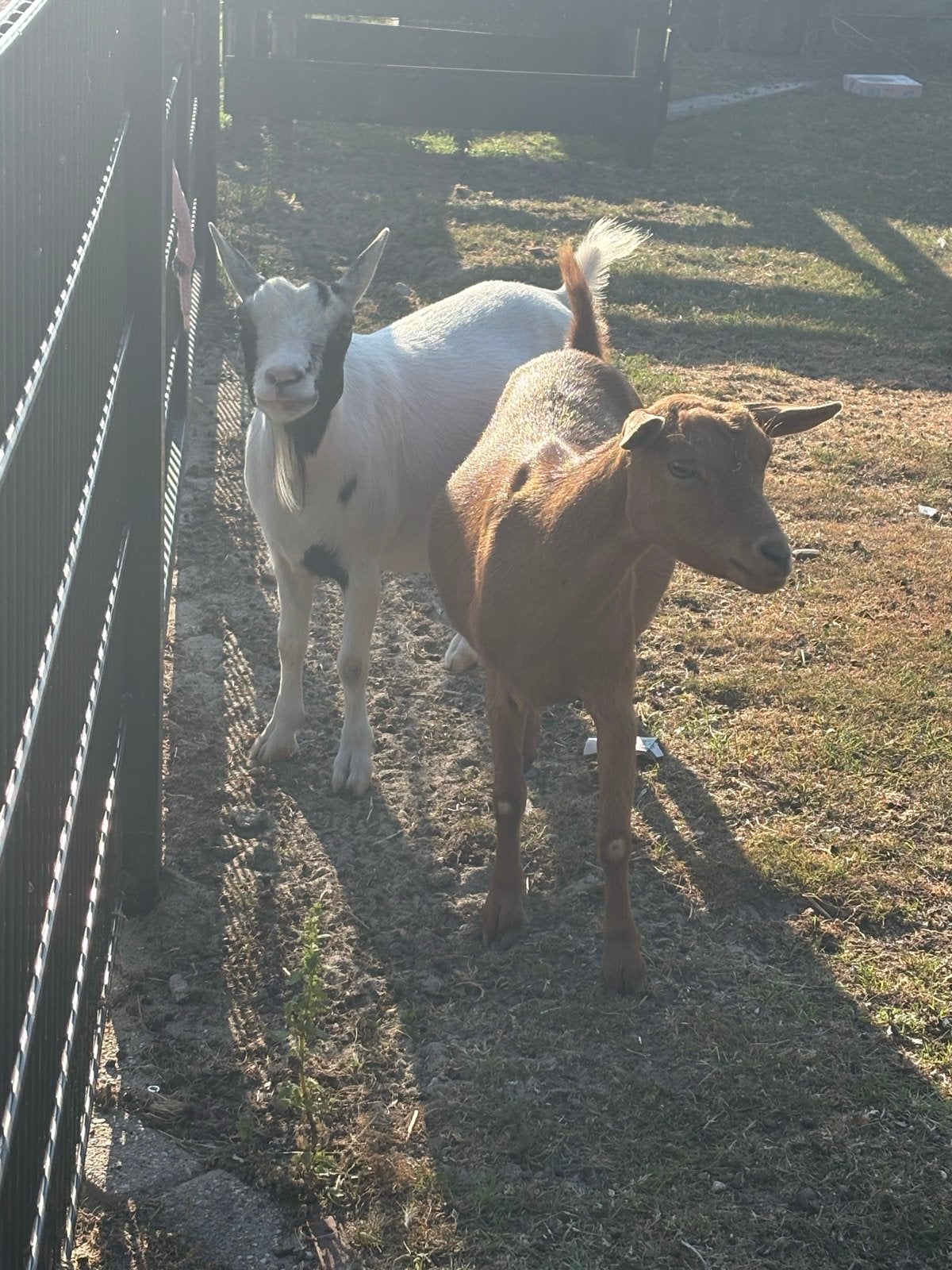 Twee lieve merrie geitjes, Dieren en Toebehoren, Schapen, Geiten en Varkens, Vrouwelijk, Geit