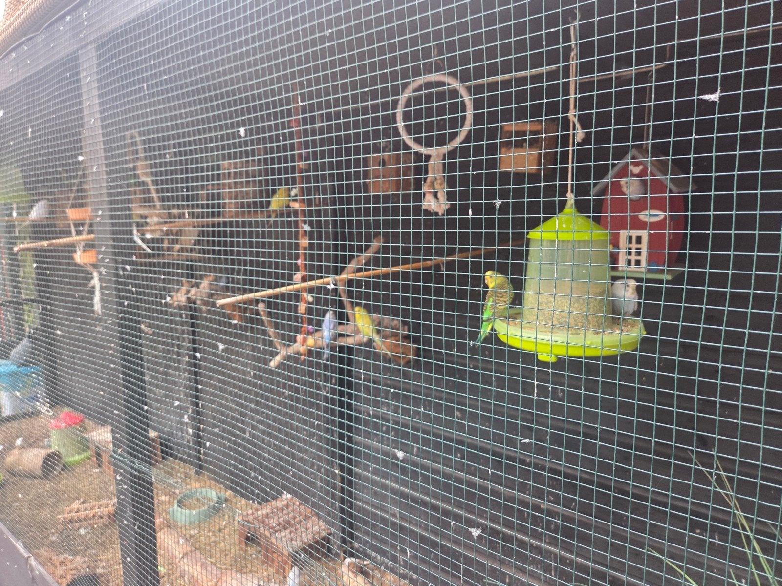 vogels, Dieren en Toebehoren