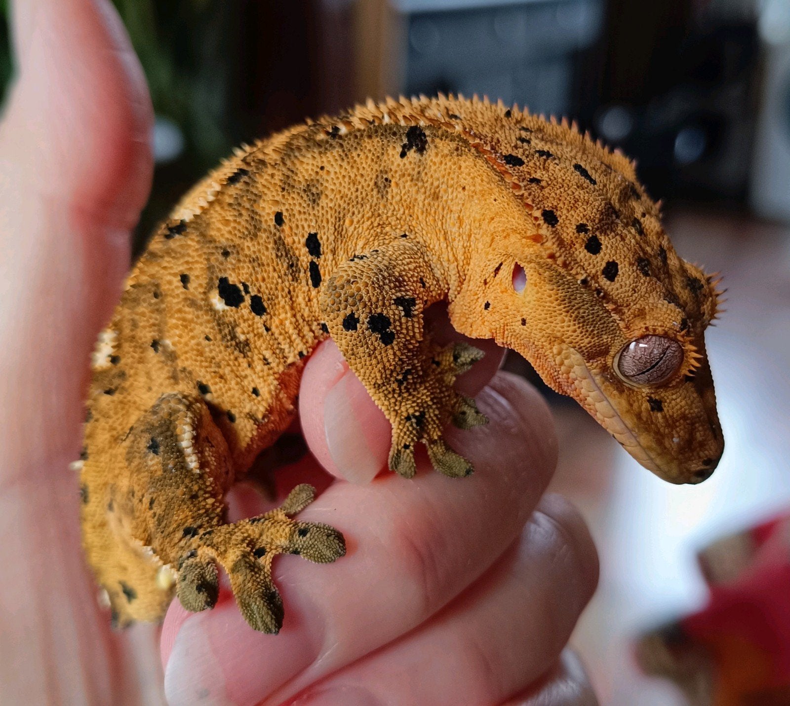 Wimpergekko man superdalmatian Crested Gecko - male for sale from Sabrina