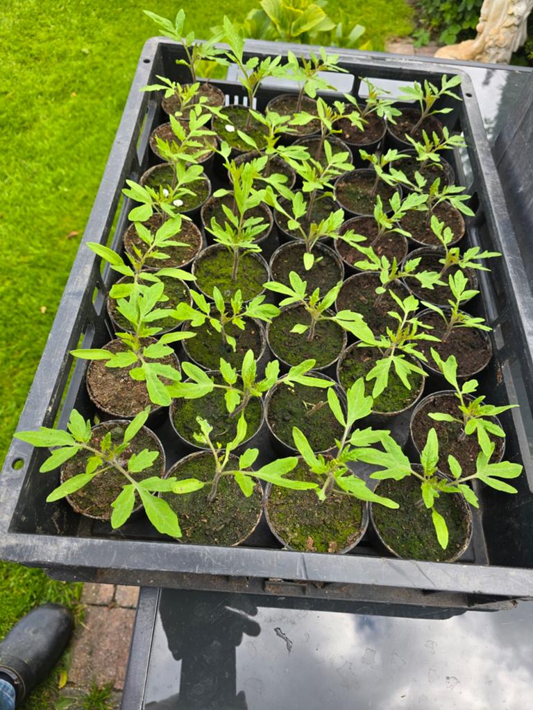 Mooie Tomaten en Andijvie planten te koop., Tuin en Terras, Planten | Tuinplanten, Ophalen, Eenjarig, Groenteplanten, Volle zon