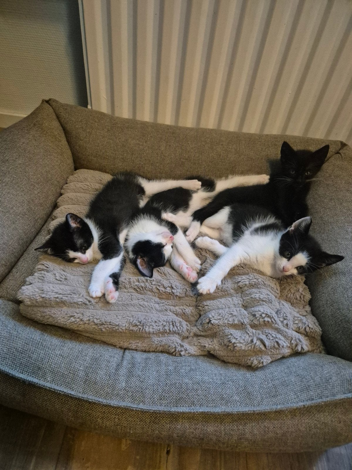 3 lieve katertjes mogen nu verhuizen!, Dieren en Toebehoren, Katten en Kittens | Overige Katten, Meerdere dieren