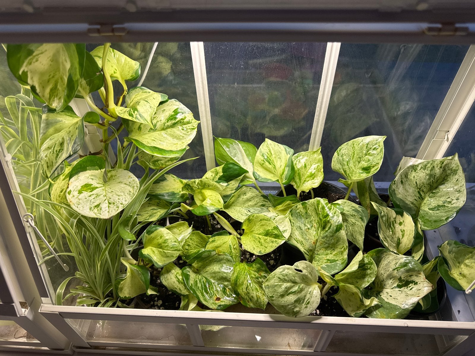 Epipremnum Manjula planten - Prachtige bonte kamerplant, Huis en Inrichting, Ophalen, Halfschaduw, Minder dan 100 cm