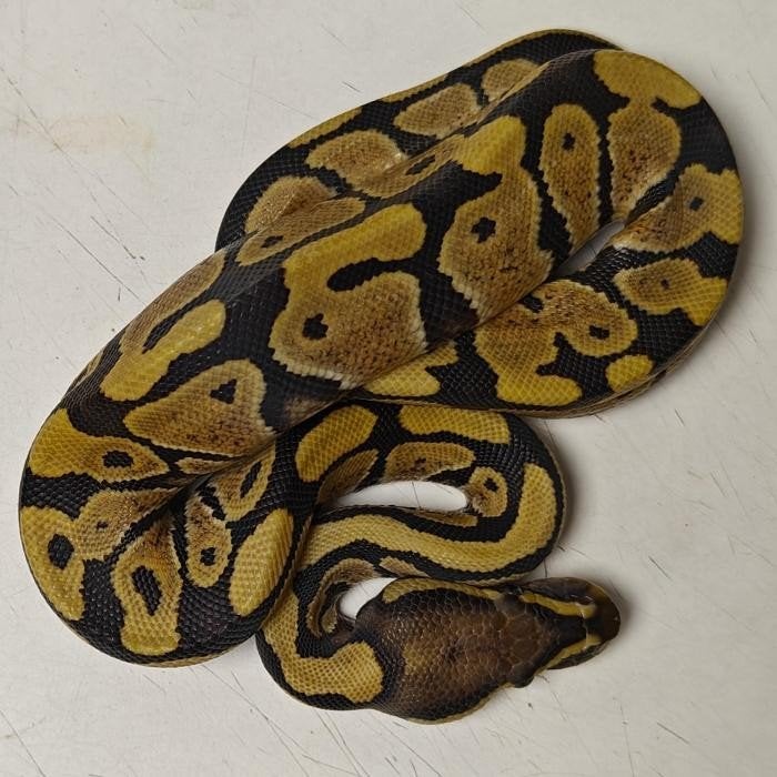 Python regius, Slang, 0 tot 2 jaar