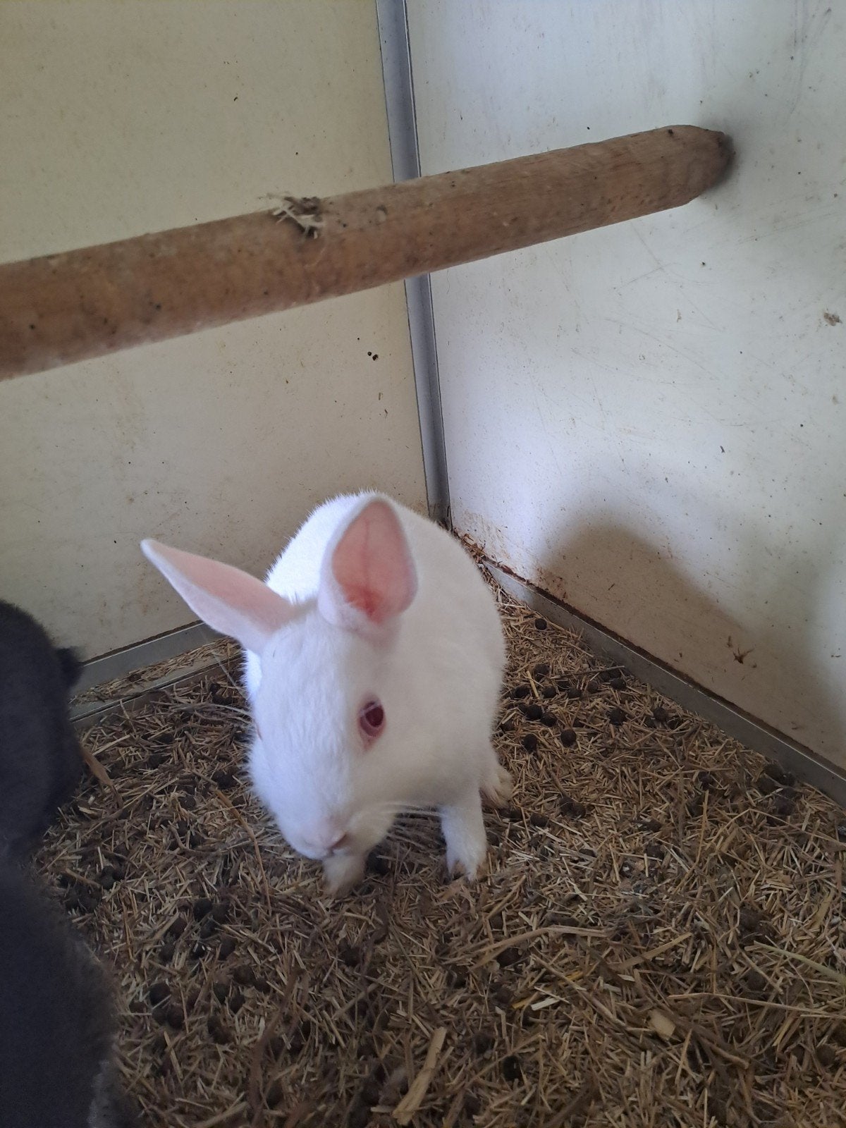 kleurdwerg konijntjes, Mannelijk, Dwerg, 0 tot 2 jaar