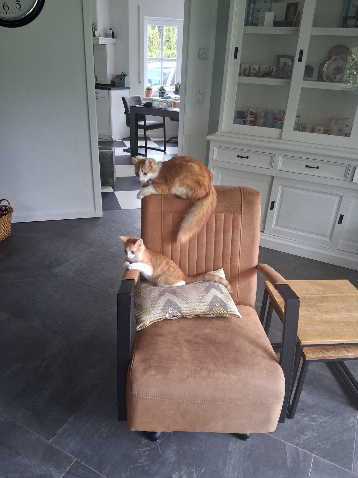 1 rode kat/kitten zoek nog een mooi plekje, Kater, Kortharig, 0 tot 2 jaar