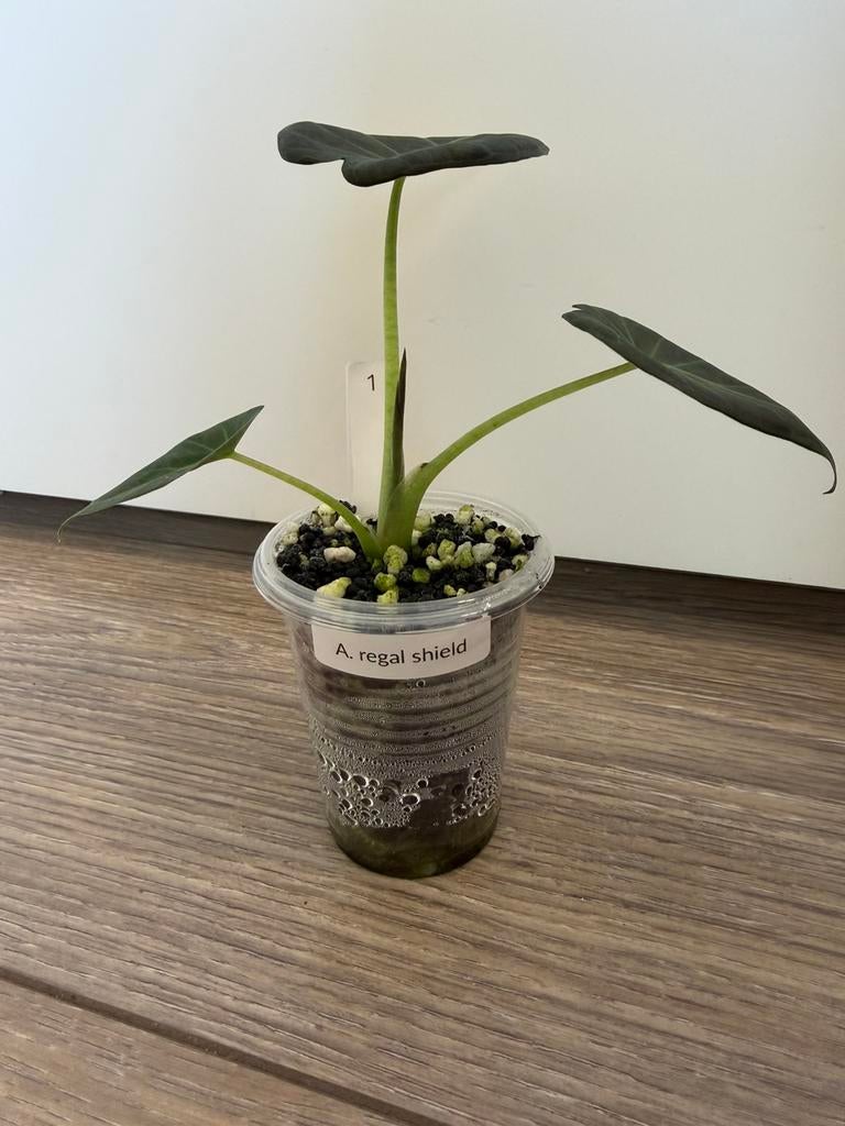 Alocasia regal shields mini plantje, Huis en Inrichting, Kamerplanten, Minder dan 100 cm, Halfschaduw, Ophalen of Verzenden