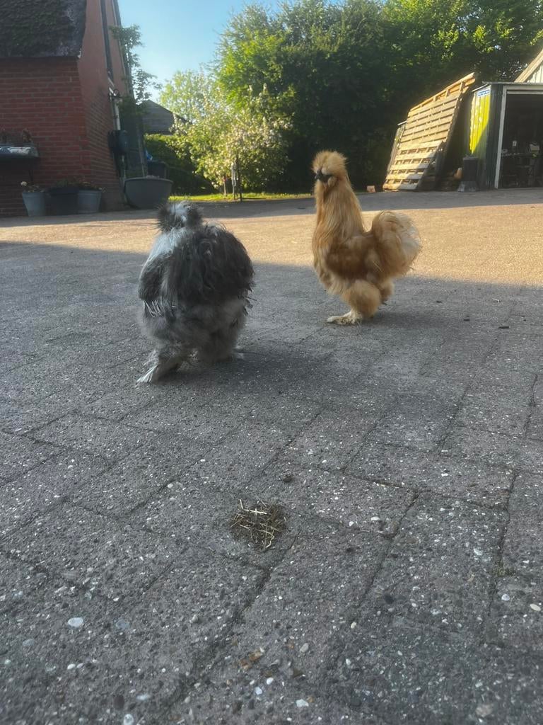 Gratis af te halen 2 zijdehoenders hanen, Mannelijk, Kip