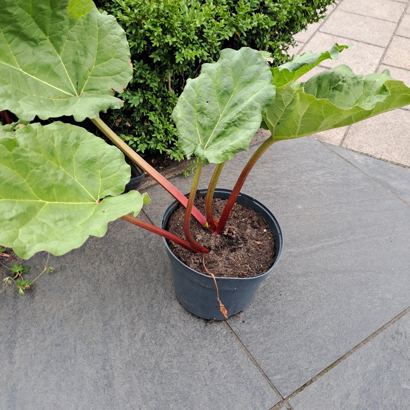 Geranium Rozanne en Rabarber - 4 voor  5 euro, Tuin en Terras, Planten | Tuinplanten, Ophalen, Overige soorten, Volle zon