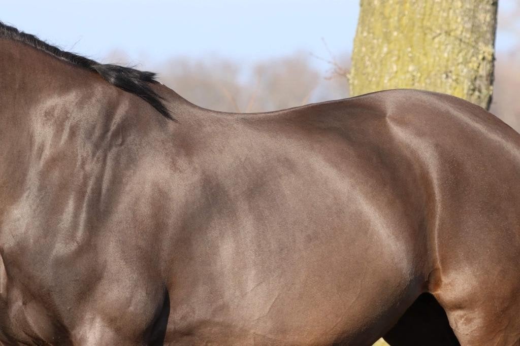 professioneel paarden scheren, 17 jaar ervaring
