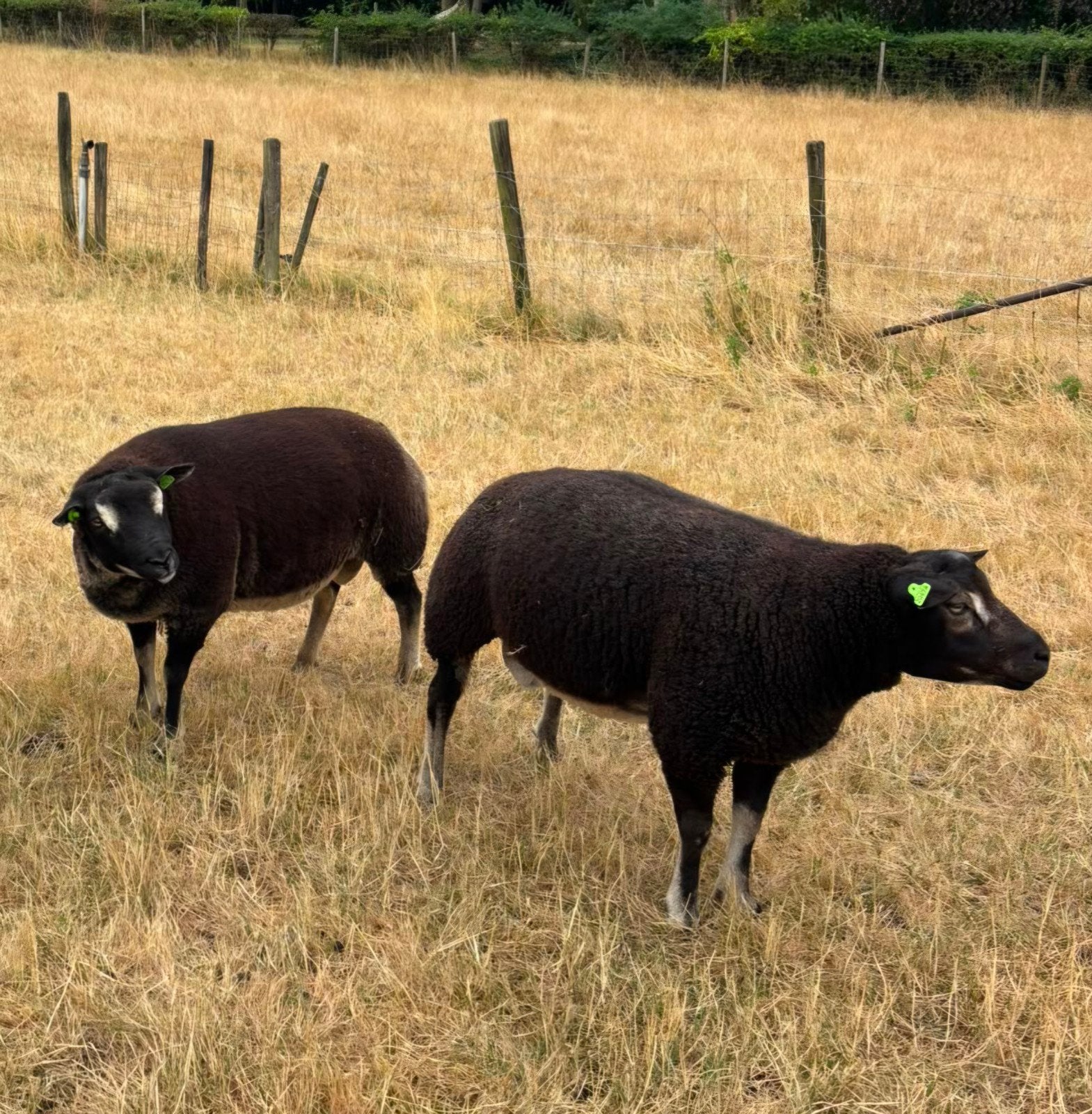 te koop! goed van kleur en bespierde rammen, Mannelijk, Schaap, 0 tot 2 jaar