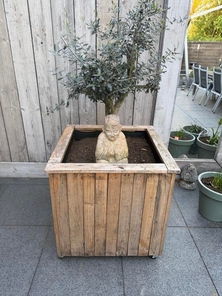 2 Plantenbakken met Olijfbomen op Wieltjes, Ophalen, Gebruikt, Balkon, Vierkant