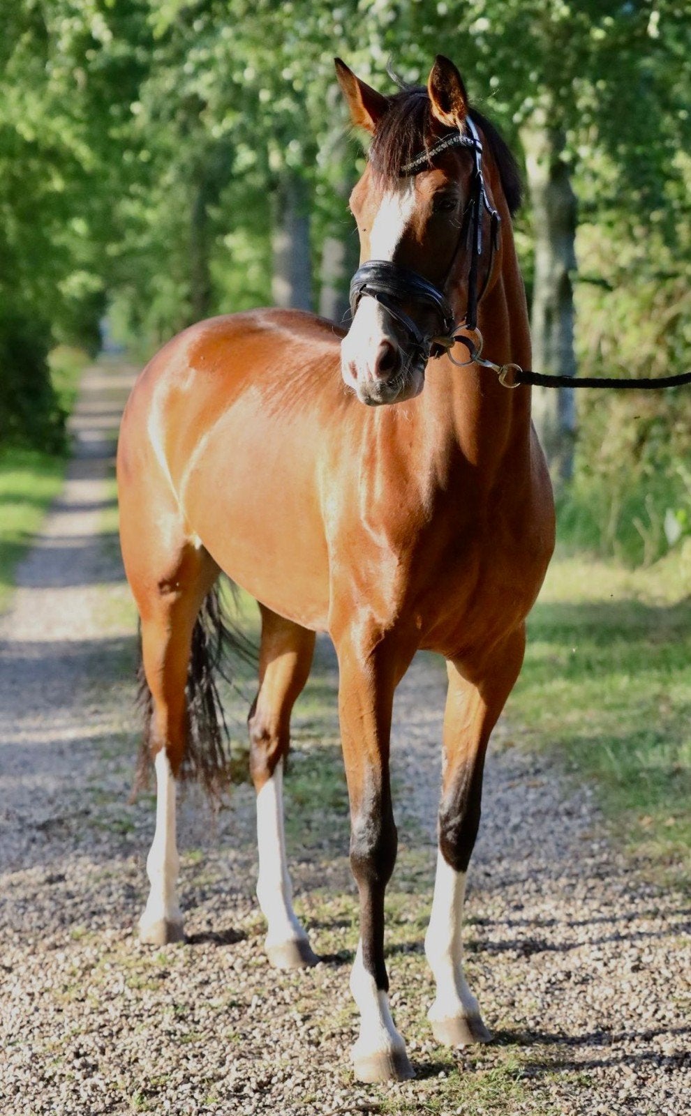 Te koop super knappe NRPS pony., Dieren en Toebehoren, Paarden, Merrie, Minder dan 160 cm, Met stamboom, Dressuurpaard