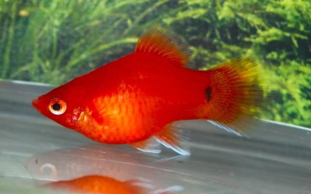 Platy Koraalrood, Vis, Zoetwatervis, Schoolvis