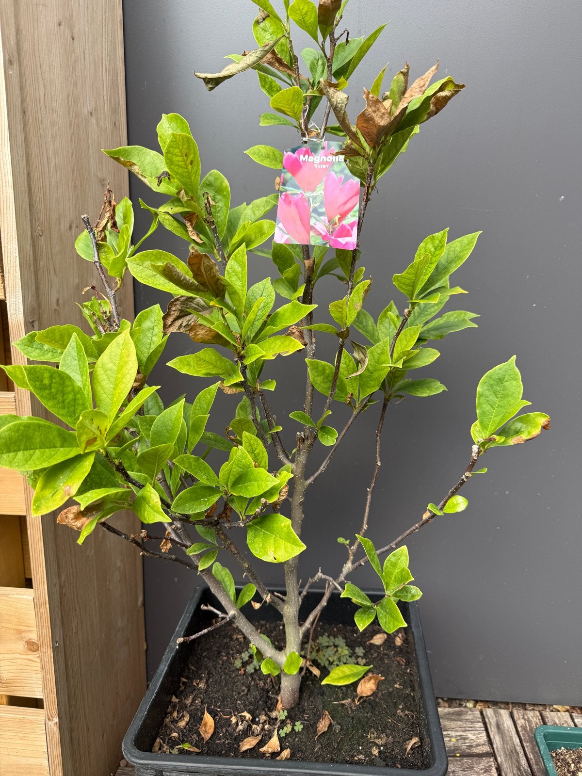 Magnolia 'Susan' - 110 cm hoog - Bloeit in april, Tuin en Terras, Volle zon, Vaste plant, Lente, Ophalen