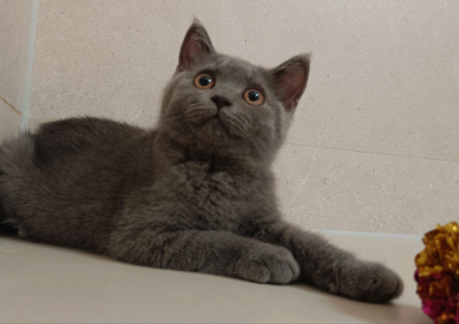 Prachtige Britse korthaar kater, 2x vaccinatie en DA check, Dieren en Toebehoren, Katten en Kittens | Raskatten | Korthaar, Kater