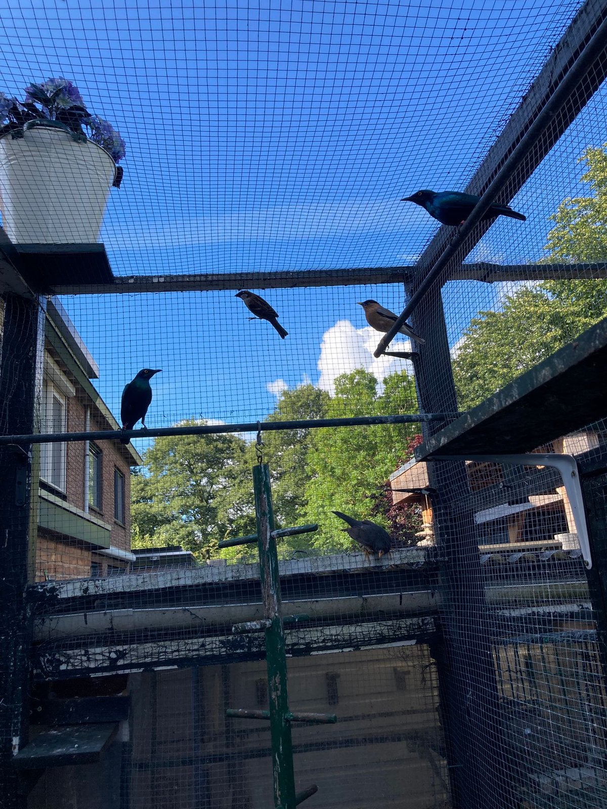 Glansspreeuwen, Meerdere dieren