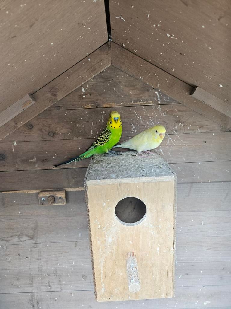 koppeltje grasparkieten, Meerdere dieren, Parkiet