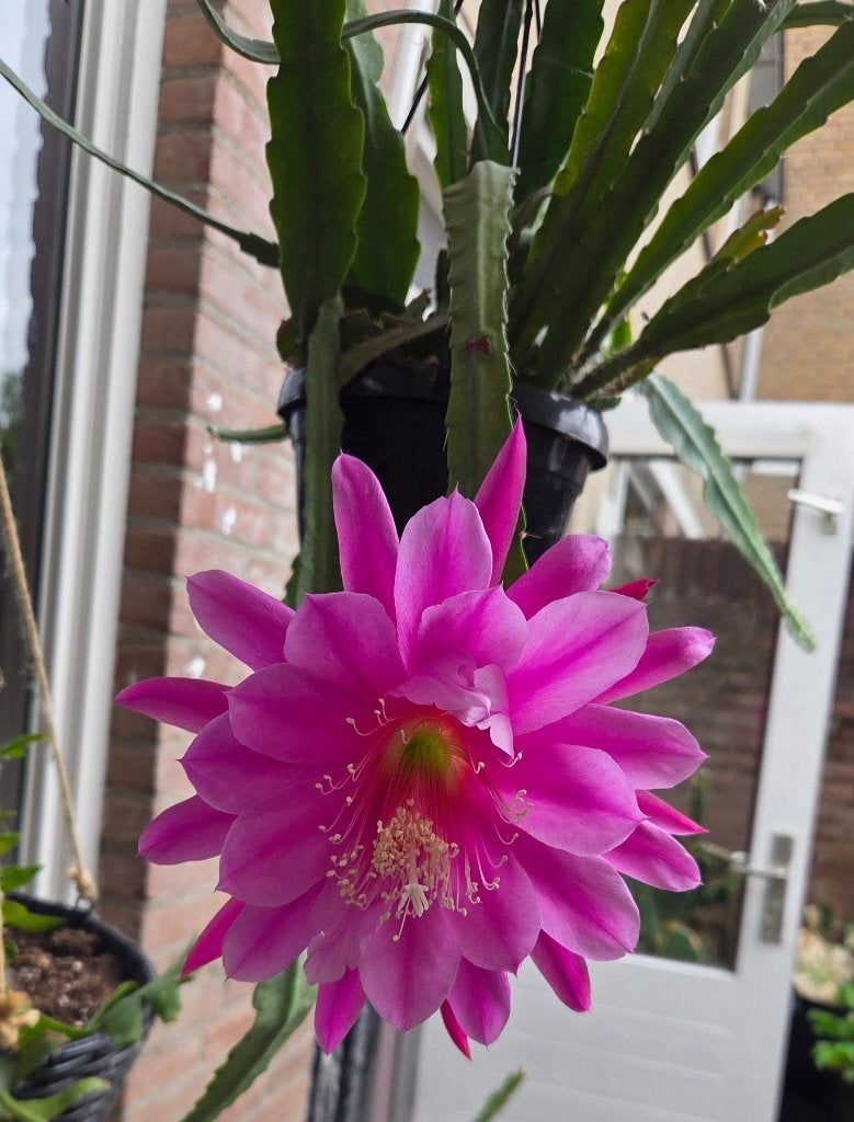 epiphyllum cactus denmark gewortelde stekken, Huis en Inrichting, Kamerplanten, Minder dan 100 cm, Bloeiende kamerplant, Halfschaduw