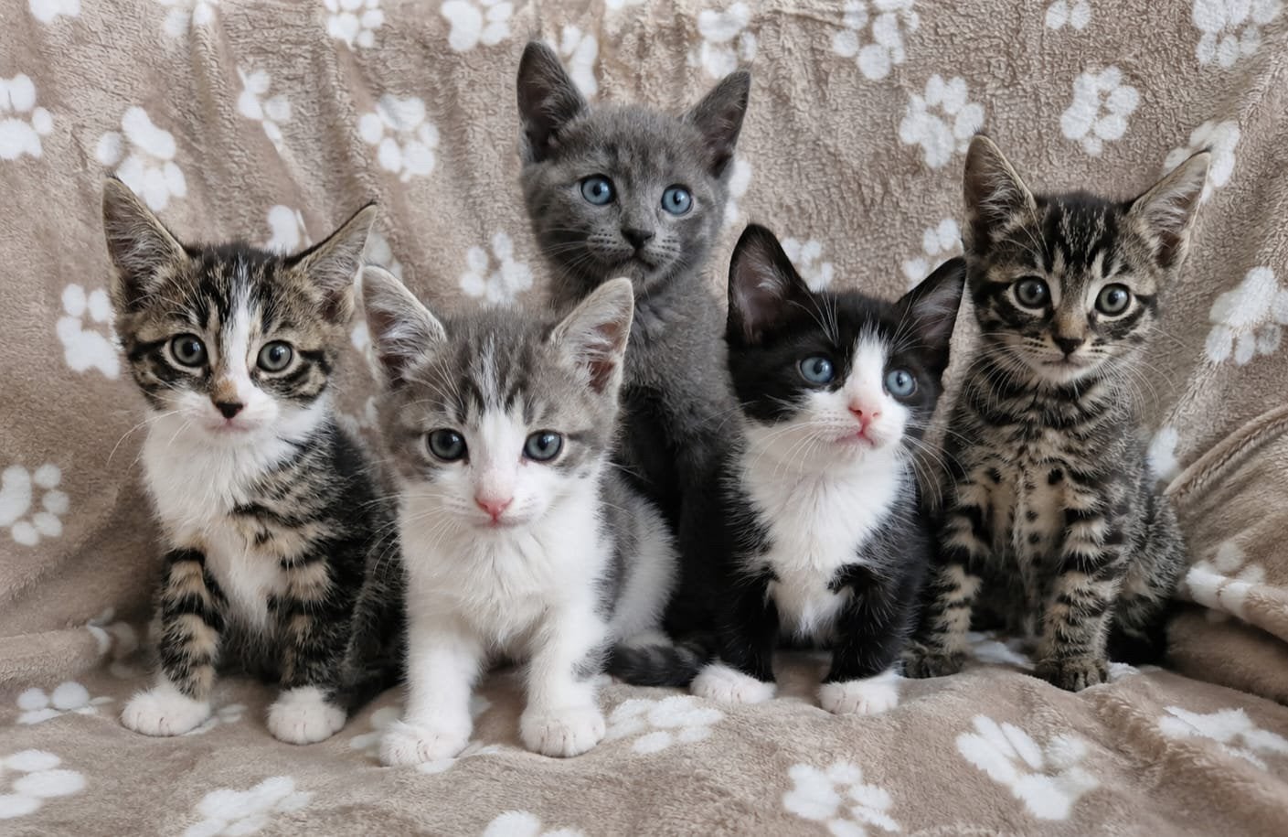 Prachtige kittens, Dieren en Toebehoren, Meerdere dieren, Kortharig, 0 tot 2 jaar