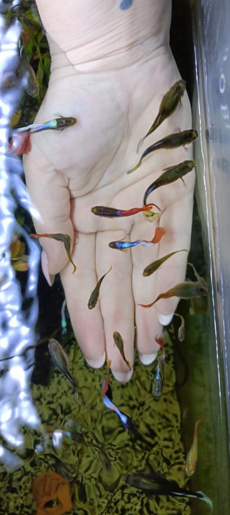 Guppy guppies gratis, Dieren en Toebehoren, Vissen | Aquariumvissen, Vis