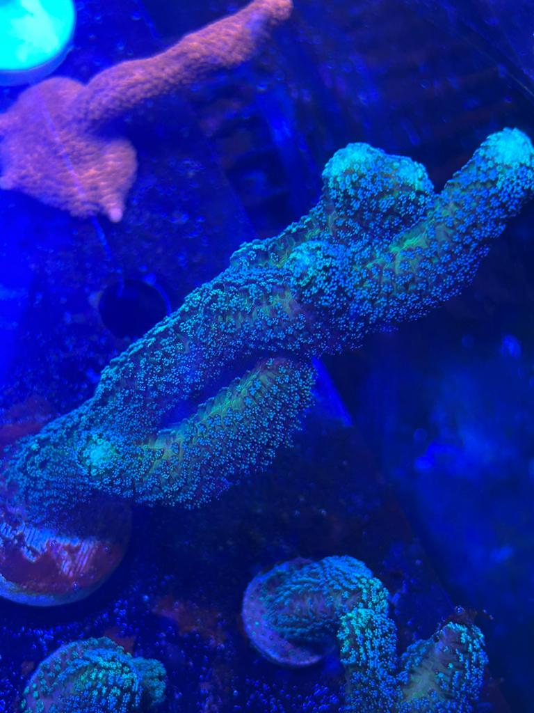 Blauwe stylophora stekken, Overige typen