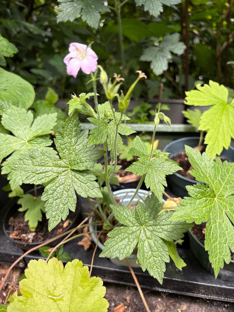 20 DIVERSE VASTE PLANTEN  VOOR €25,00, Tuin en Terras, Ophalen, Overige soorten, Volle zon