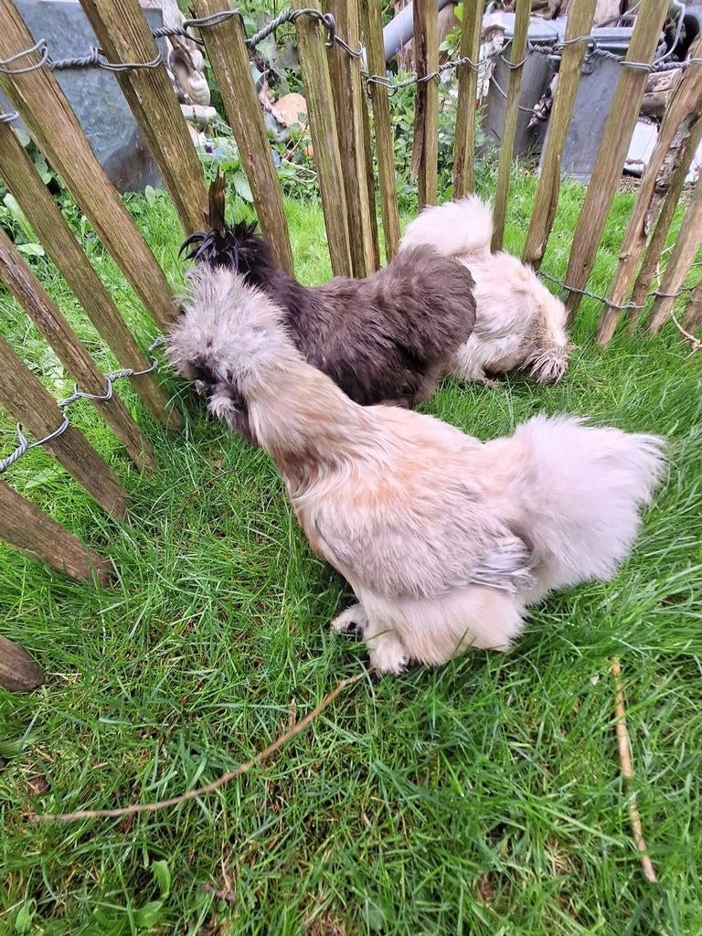 Broedeieren USA zijdehoen, Dieren en Toebehoren, Pluimvee