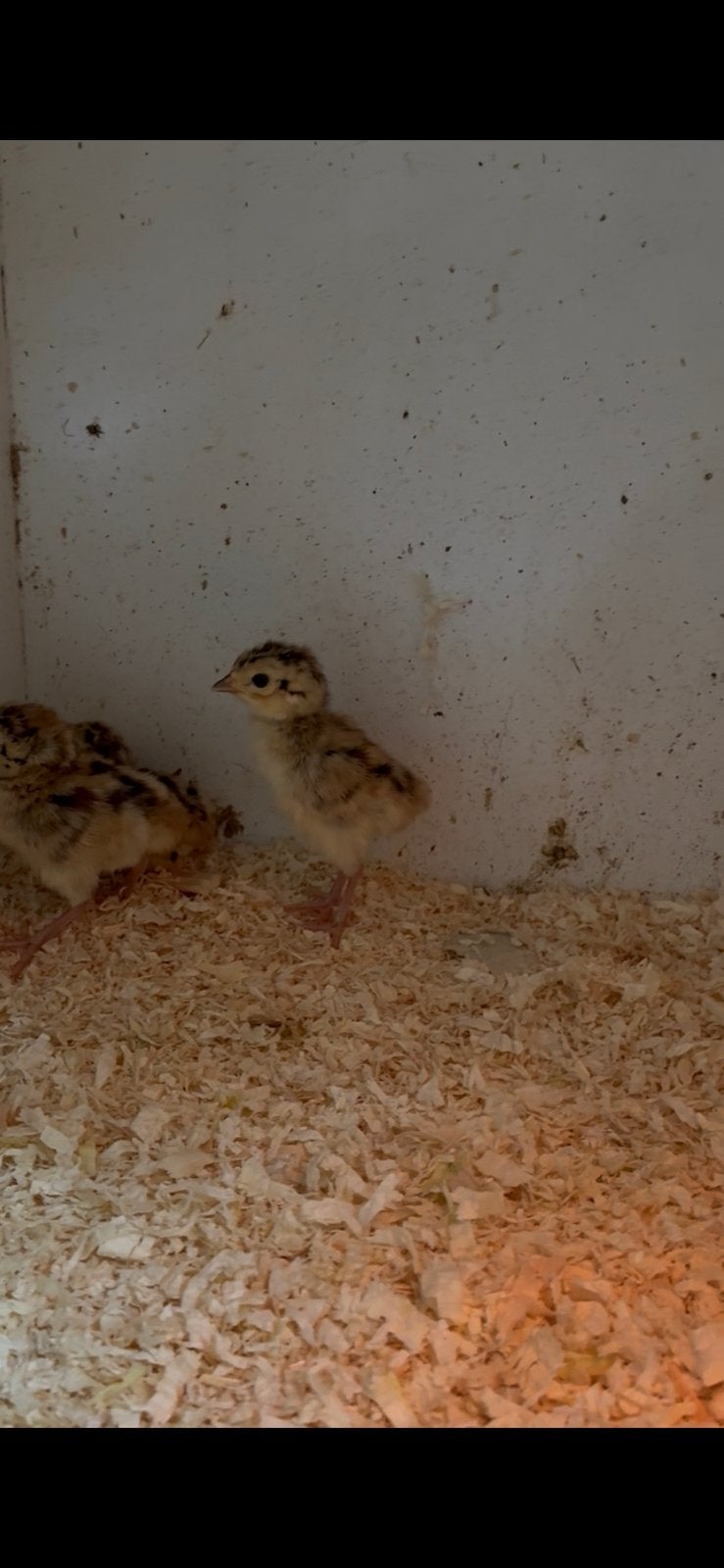 2 jonge bosfazanten, Dieren en Toebehoren, Pluimvee, Meerdere dieren, Kip